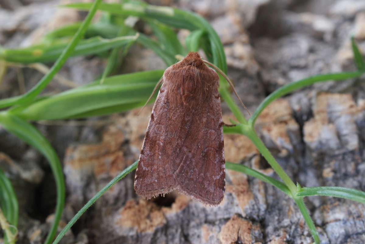 Red Chestnut (Cerastis rubricosa) photographed at Aylesham  by Dave Shenton 