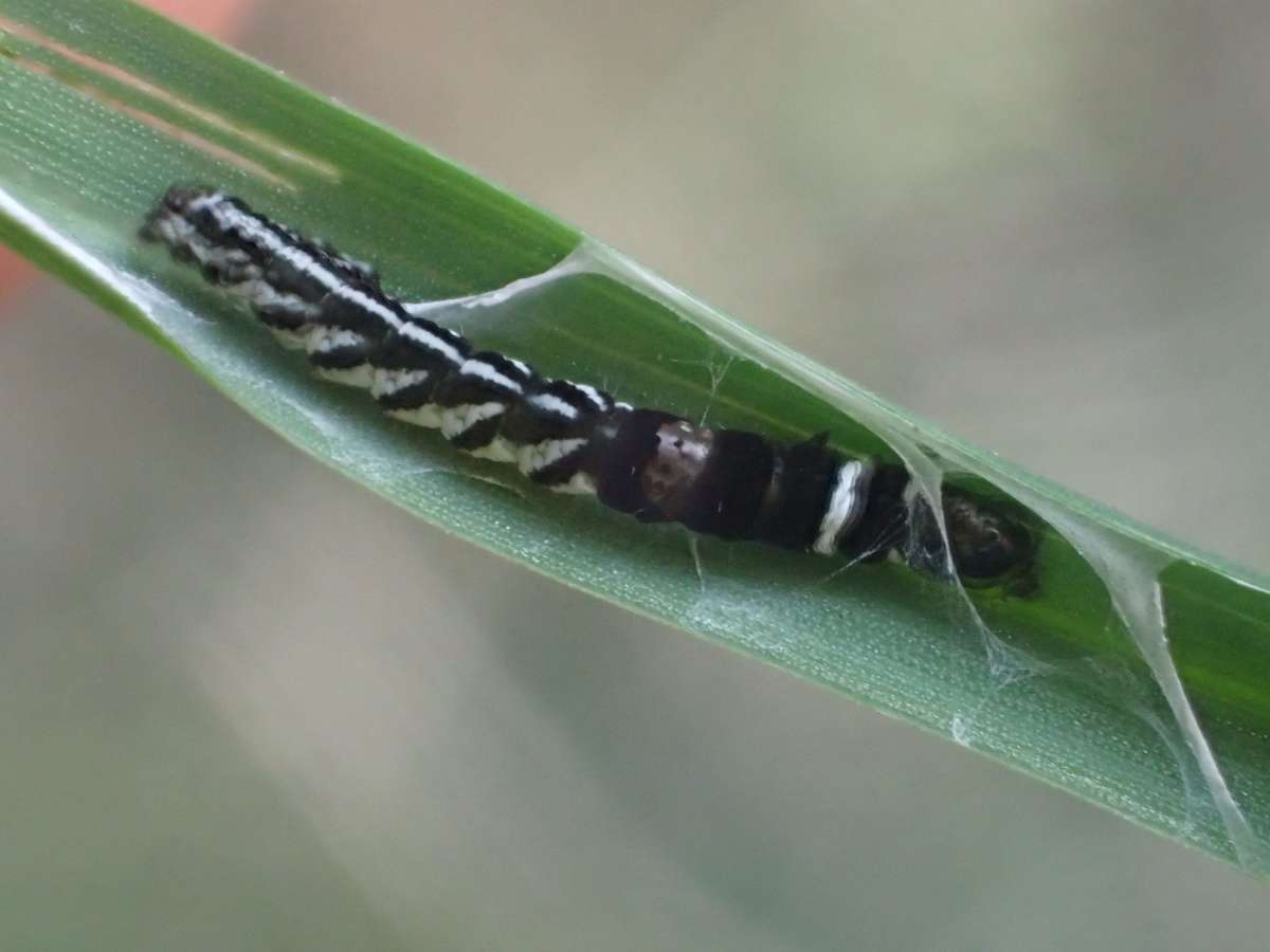 Orange Crest (Helcystogramma rufescens) photographed in Kent by Dave Shenton 