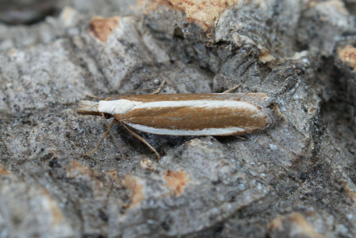 Juniper Webber (Dichomeris marginella) photographed at Aylesham  by Dave Shenton 