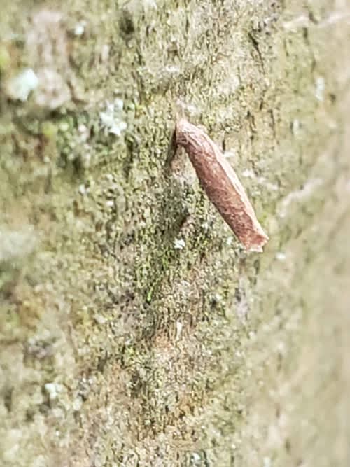 Tipped Oak Case-bearer (Coleophora flavipennella) photographed in Kent by Phil Ambler