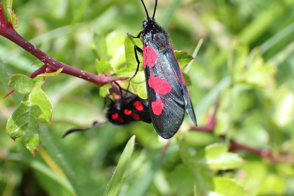 Five-Spot Burnet (Zygaena trifolii) photographed in Kent by Oliver Bournat