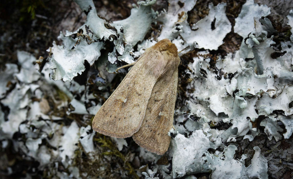 The Clay (Mythimna ferrago) photographed in Kent by Carol Strafford 