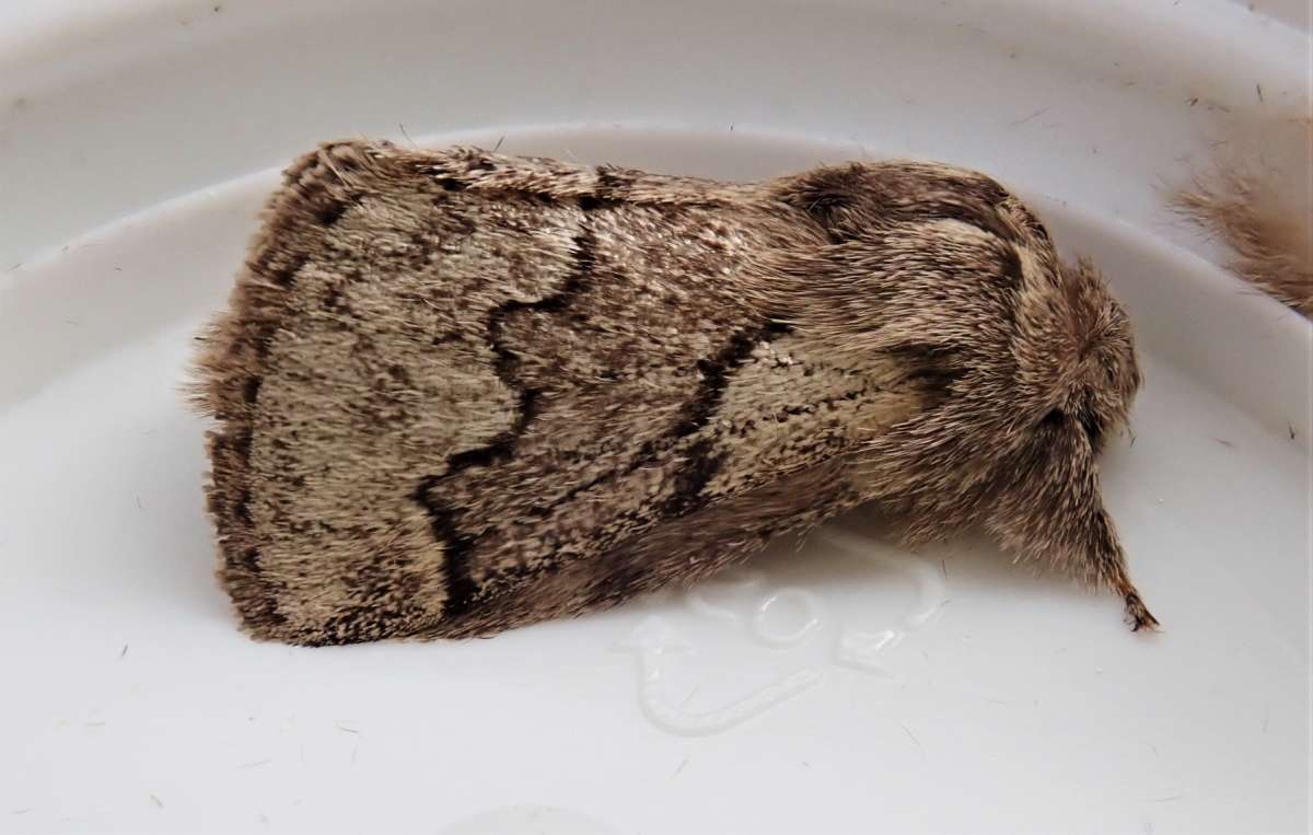 Pale Eggar (Trichiura crataegi) photographed at Orlestone  by John Dale 