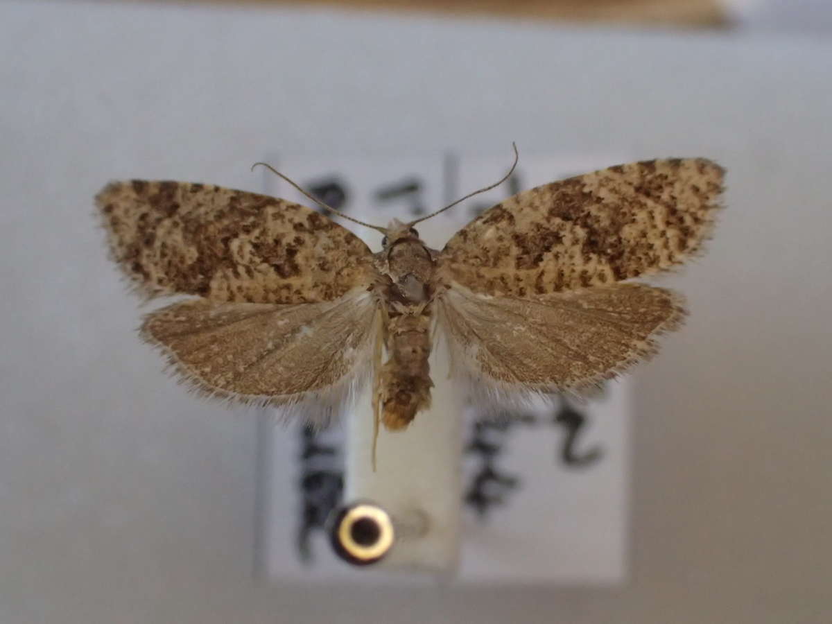 Flax Tortrix (Cnephasia asseclana) photographed at Grain by Dave Shenton 