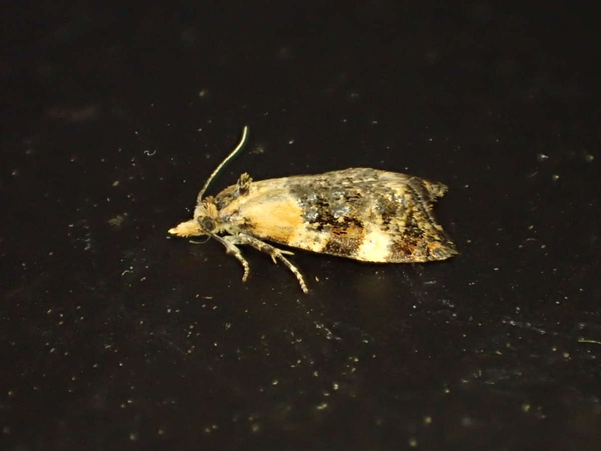 Scarce Gold Conch (Phtheochroa schreibersiana) photographed in Kent by Dave Shenton 