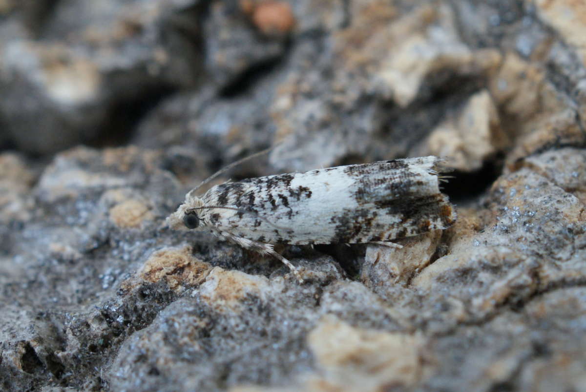 White Sallow Bell (Epinotia subocellana) photographed at Pennypot Wood by Dave Shenton 