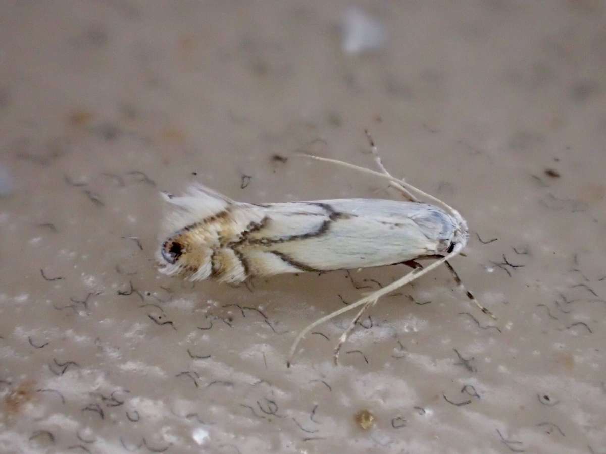 White Oak Midget (Phyllonorycter harrisella) photographed at Jumping Downs LNR by Dave Shenton 