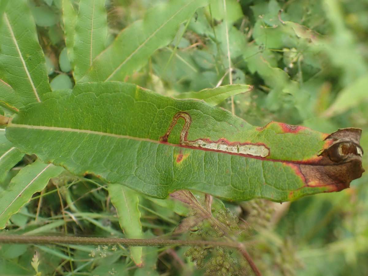 Little Mompha (Mompha raschkiella) photographed in Kent by Dave Shenton 