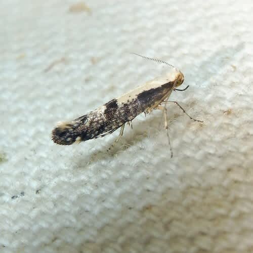 Apple-fruit Moth (Argyresthia conjugella) photographed in Kent by Barry Walter