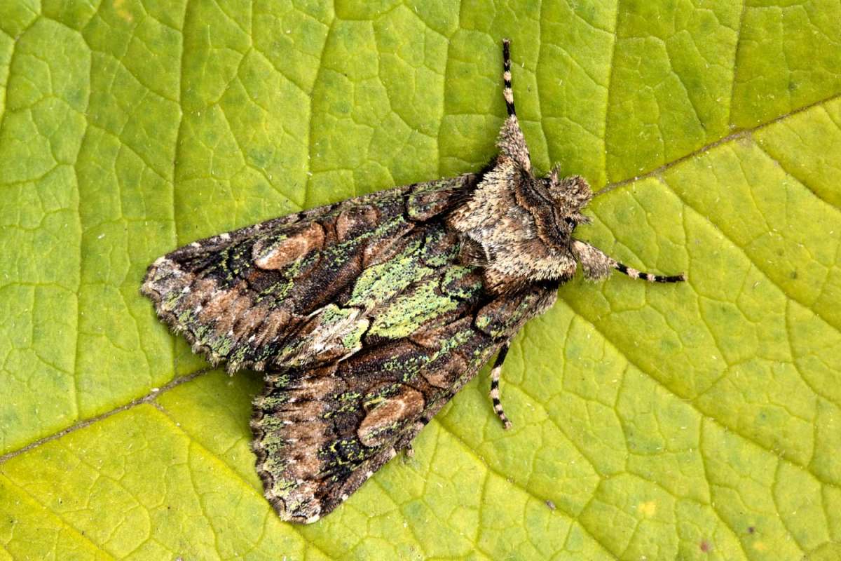 Green-brindled Crescent (Allophyes oxyacanthae) photographed at Boughton-under-Blean by Peter Maton