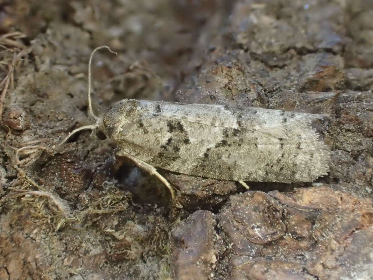 Grey Tortrix (Cnephasia stephensiana) photographed in Kent by Dave Shenton 