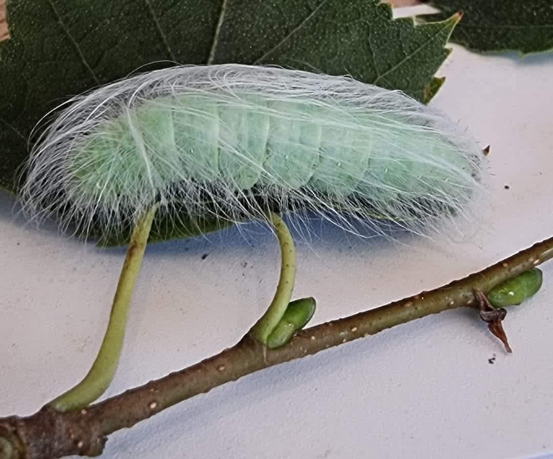 The Miller (Acronicta leporina) photographed in Kent by Leonard Cooper