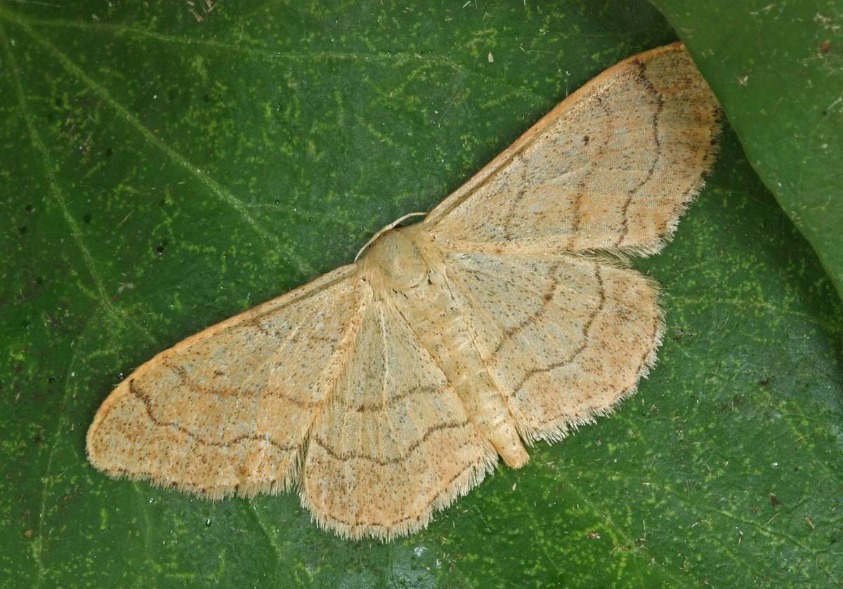 Riband Wave (Idaea aversata) photographed at Boughton-under-Blean by Peter Maton 