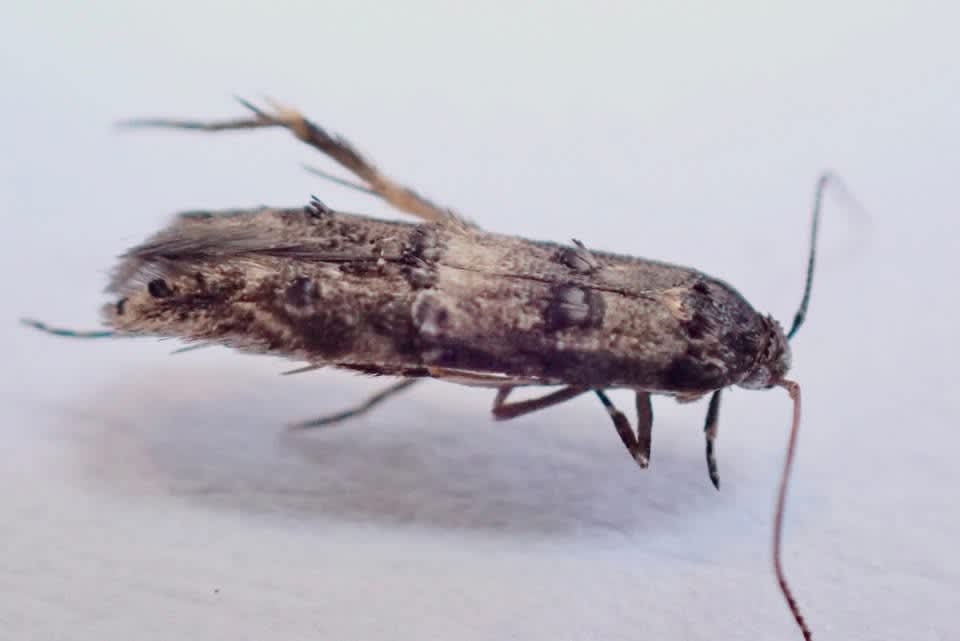 Wood Cosmet (Sorhagenia janiszewskae) photographed at Holborough Marshes, KWT by Olly Bournat