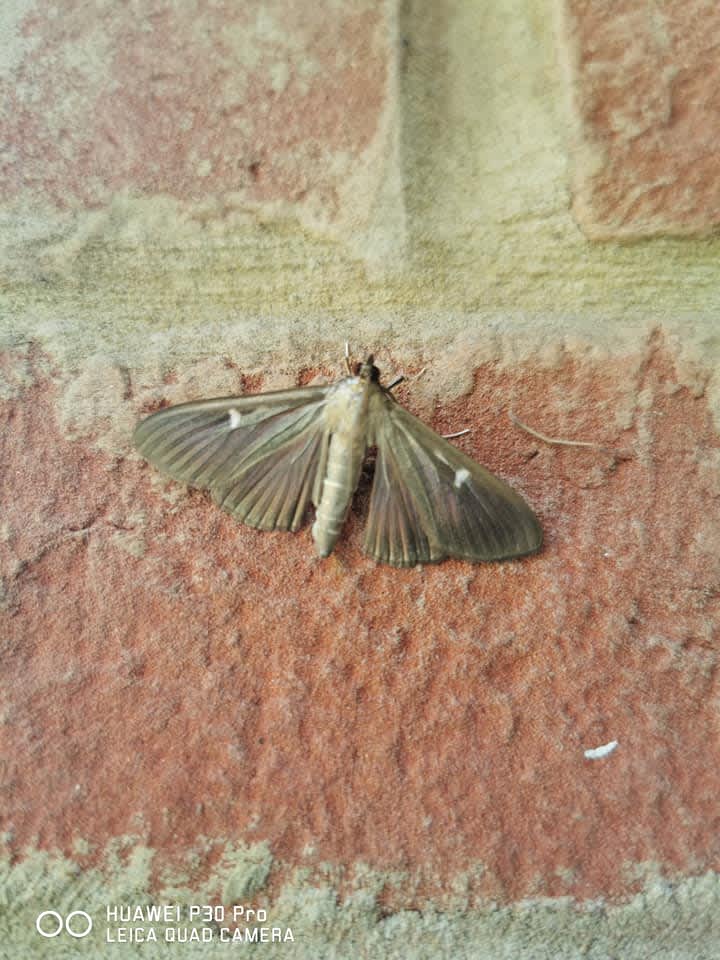 Box-tree Moth (Cydalima perspectalis) photographed in Kent by Andrew Vidler