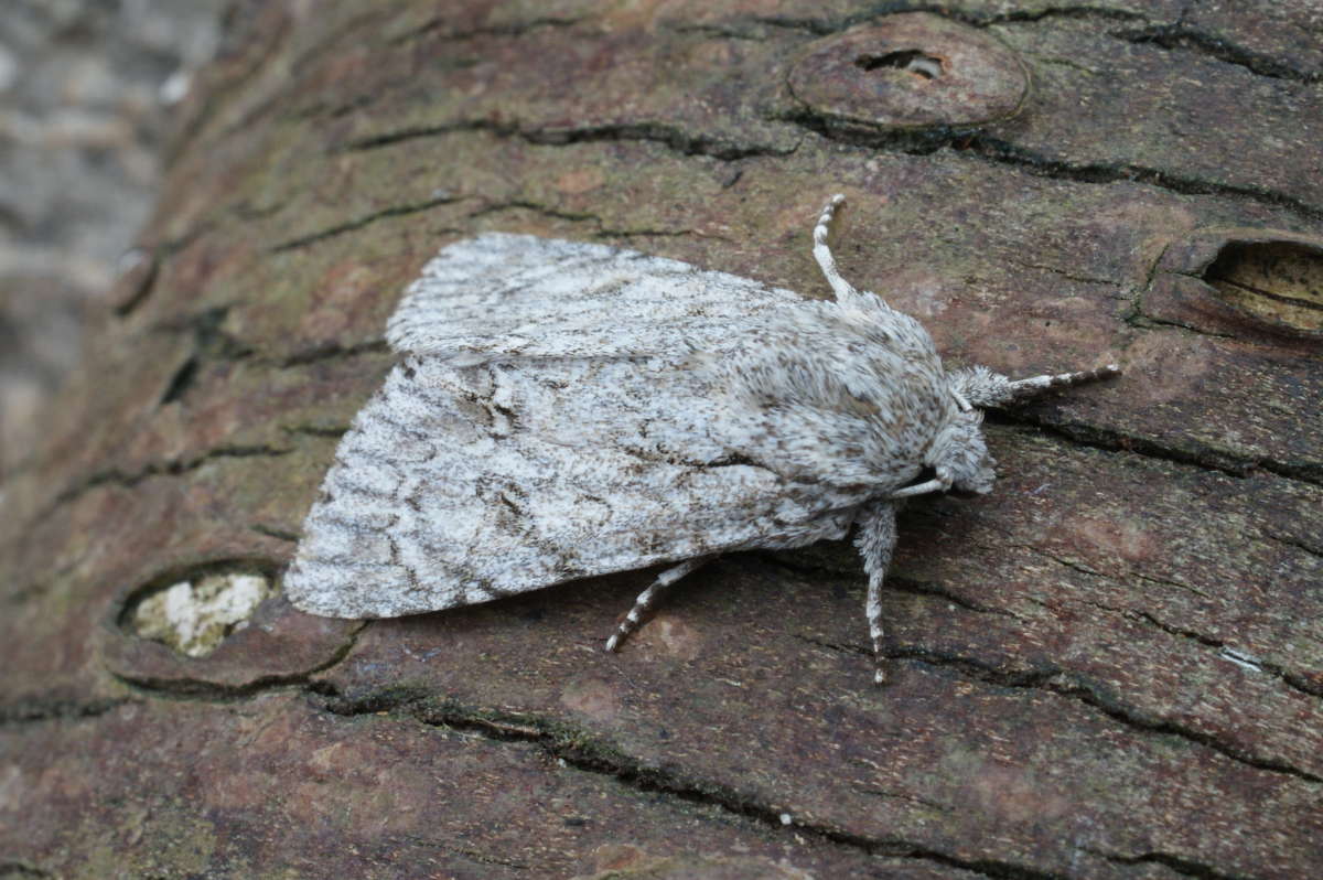 The Sycamore (Acronicta aceris) photographed at Aylesham  by Dave Shenton 