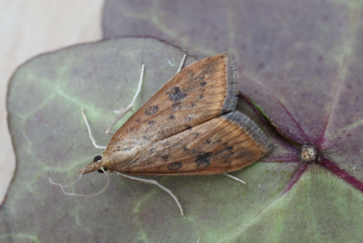 Rusty-dot Pearl (Udea ferrugalis) photographed at Aylesham  by Dave Shenton