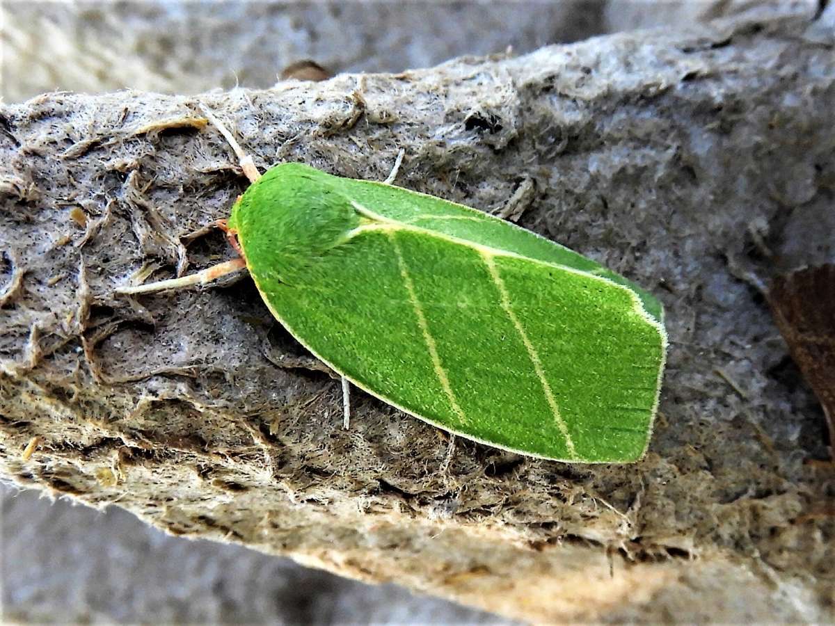 Scarce Silver-lines (Bena bicolorana) photographed in Kent by Keith Cutting