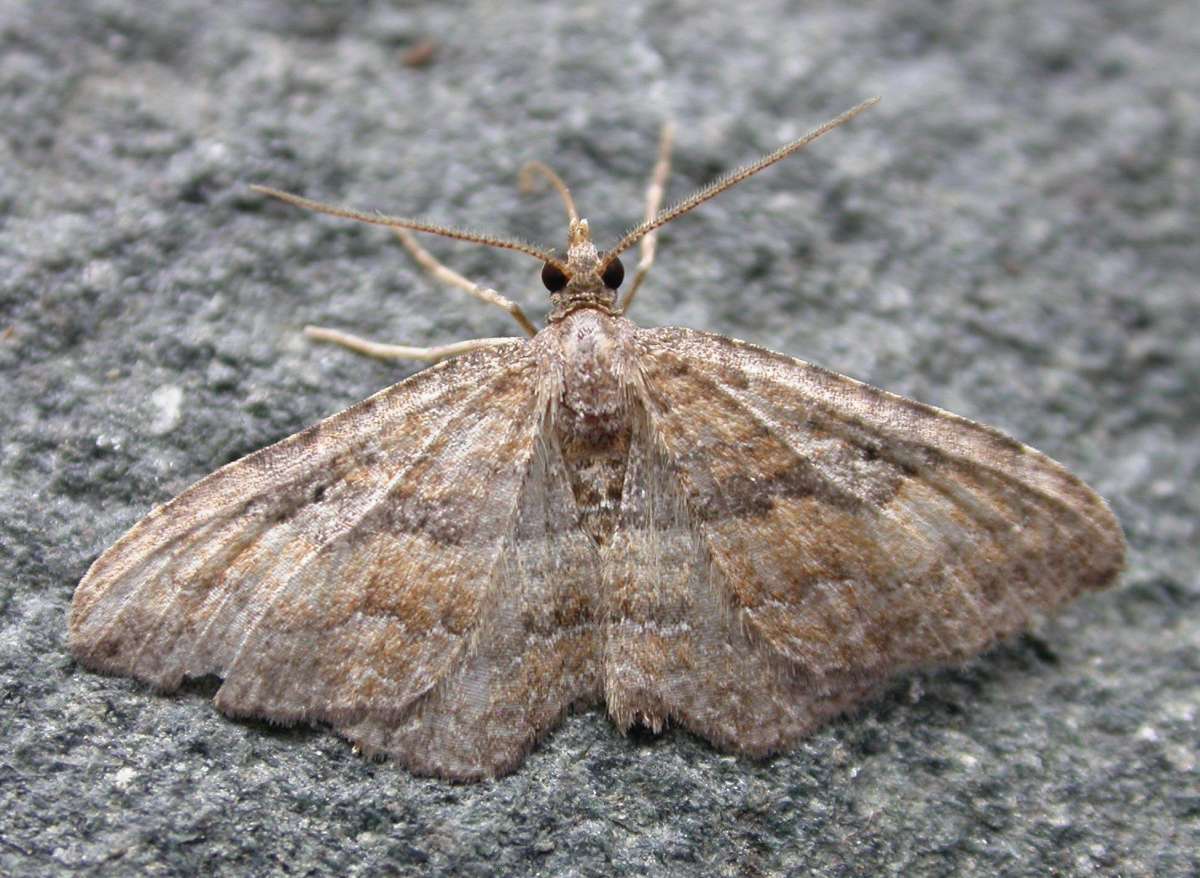 The Gem (Nycterosea obstipata) photographed in Kent by Ross Newham 