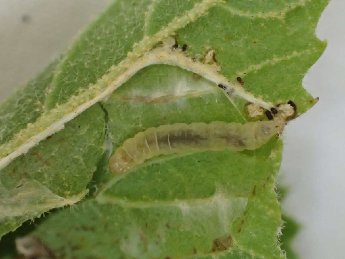 Viburnum Button (Acleris schalleriana) photographed in Kent by Dave Shenton 