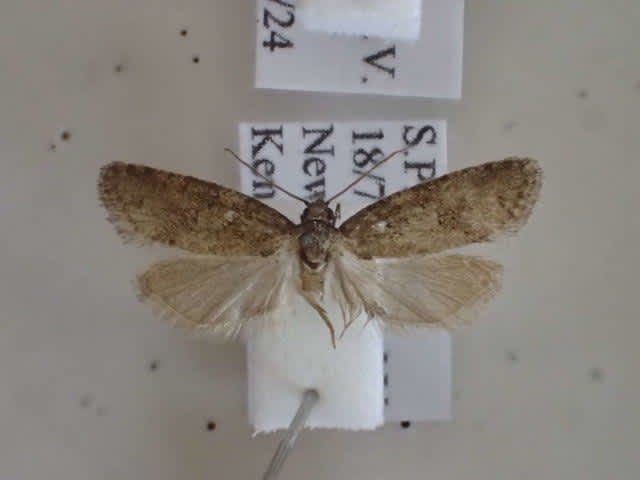 Meadow Shade (Cnephasia pasiuana) photographed at New Romney by Dave Shenton 