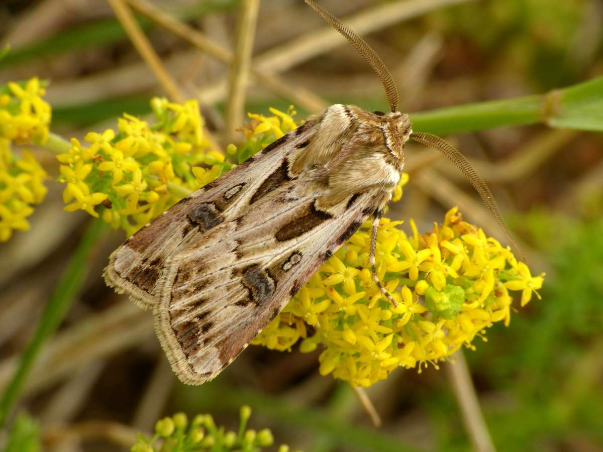 Archer's Dart (Agrotis vestigialis) photographed in Kent by Chris Manley 