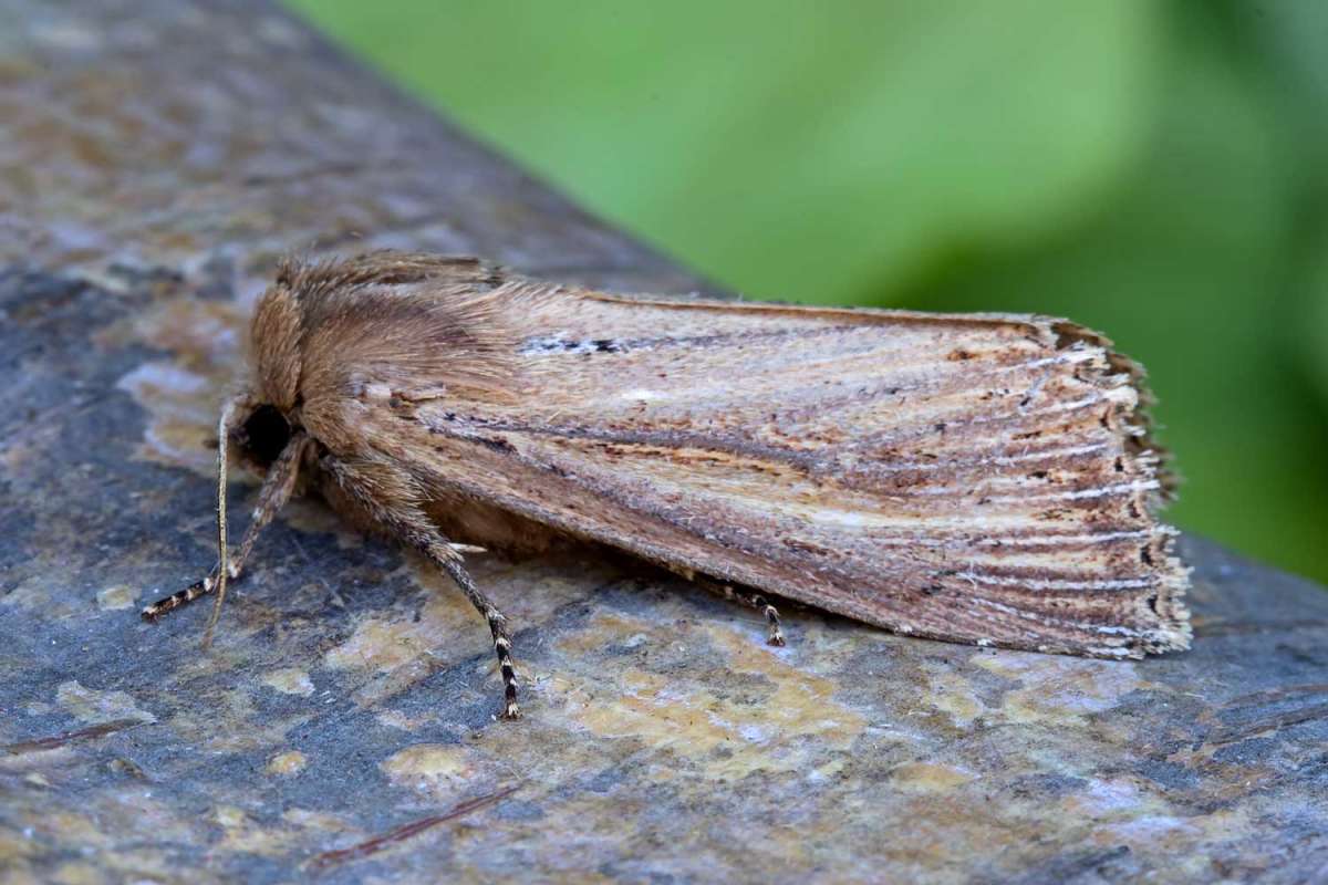 Bulrush Wainscot (Nonagria typhae) photographed at Boughton-under-Blean  by Peter Maton 