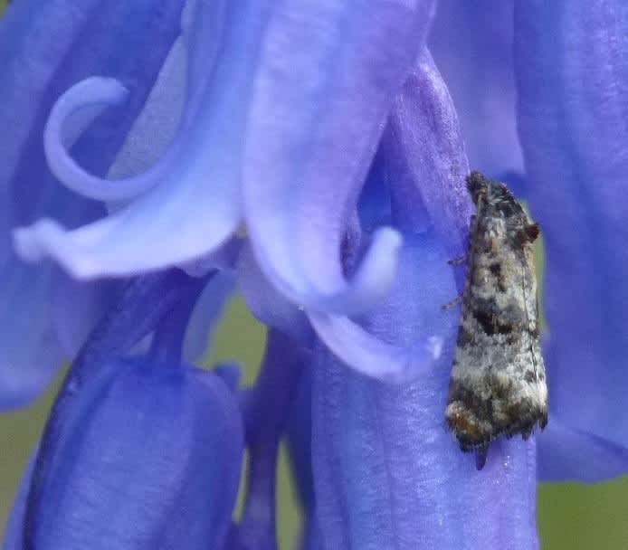 Bluebell Conch (Hysterophora maculosana) photographed in Kent by Allan Ward