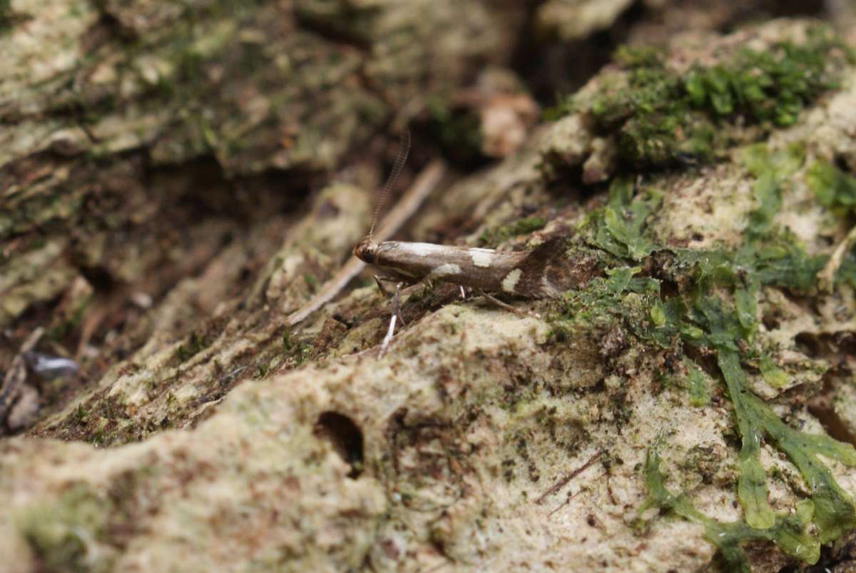 Little Slender (Calybites phasianipennella) photographed in Kent by Dave Shenton 