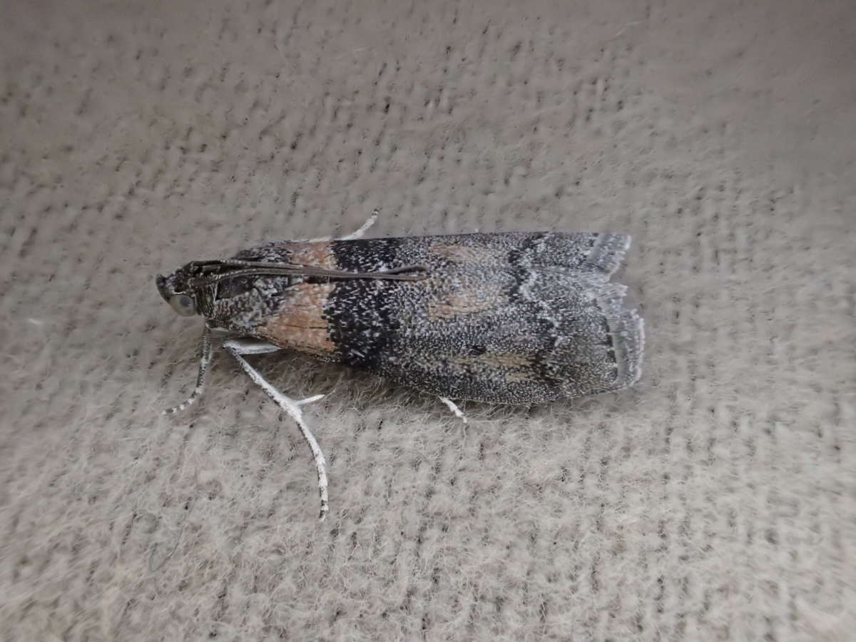 New Poplar Knot-horn (Sciota rhenella) photographed at SBBO by Ian Hunter