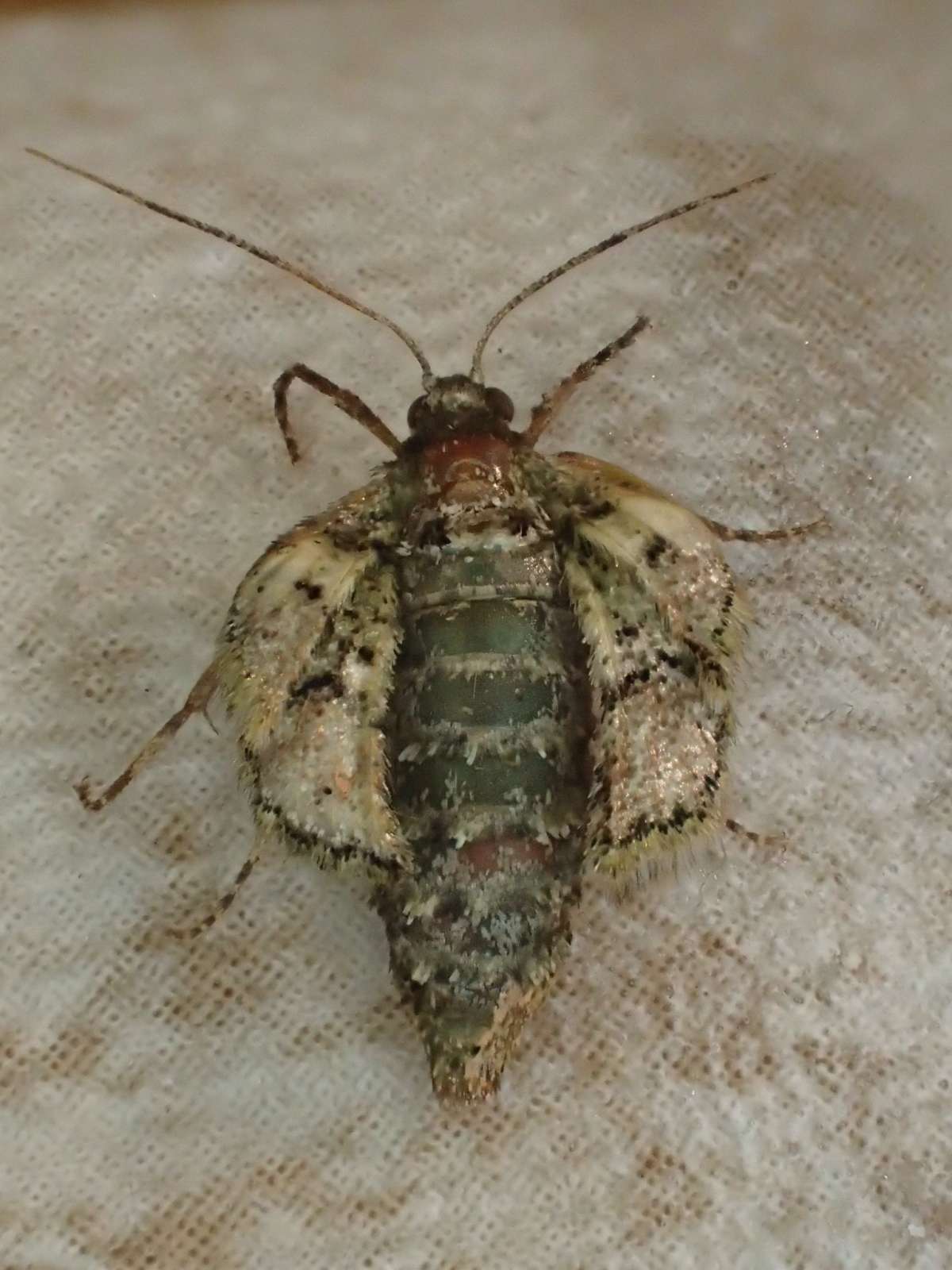 Dotted Border (Agriopis marginaria) photographed in Kent by Dave Shenton 