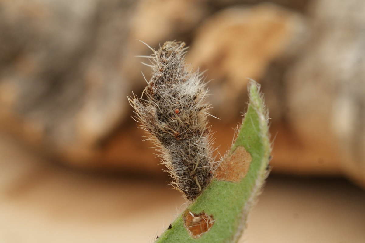 Bugloss Case-bearer (Coleophora pennella) photographed in Kent by Dave Shenton 