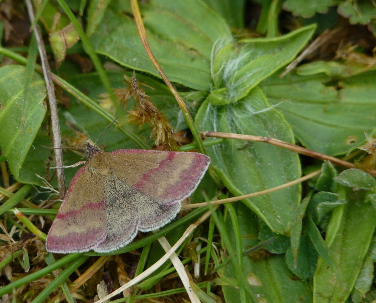 Small Purple-barred (Phytometra viridaria) photographed in Kent by Allan Ward 