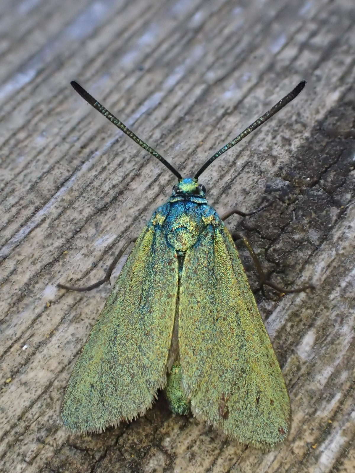 The Forester (Adscita statices) photographed at Sandwich Bay by Dave Shenton 