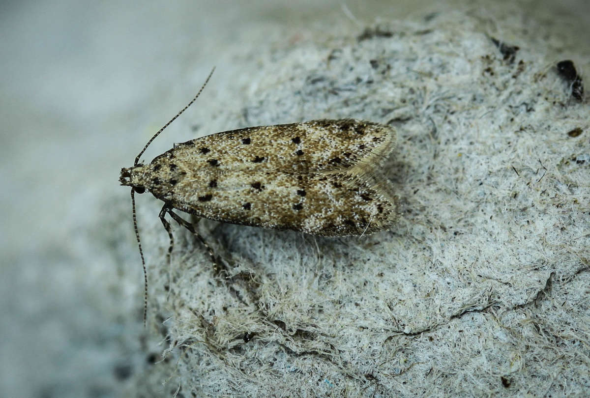 Tawny Groundling (Pseudotelphusa paripunctella) photographed in Kent by Carol Strafford 