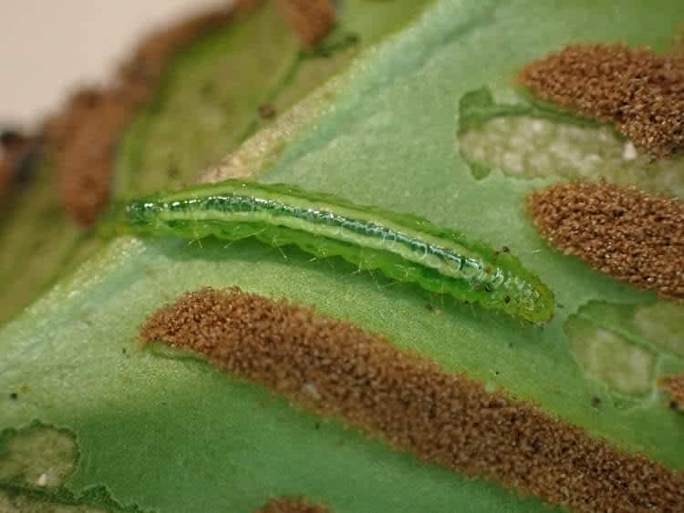 Golden-brown Fern Moth (Musotima nitidalis) photographed in Kent by Len Cooper 