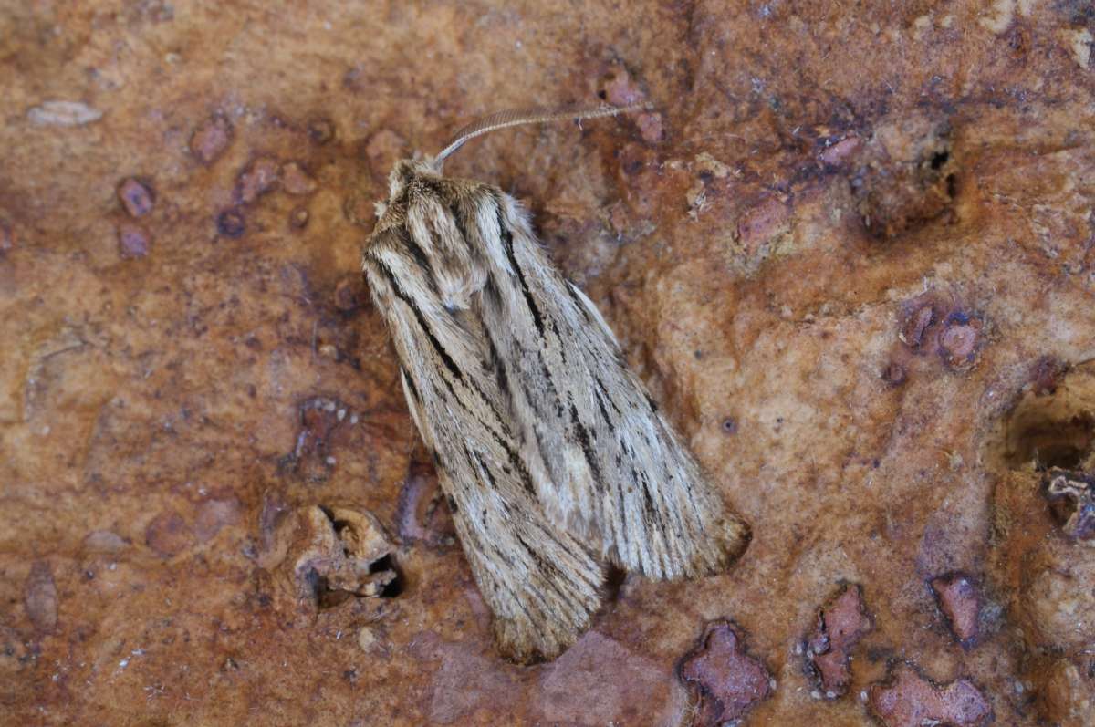 The Sprawler (Asteroscopus sphinx) photographed in Kent by Dave Shenton 