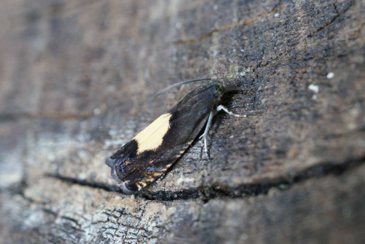 Regal Piercer (Pammene regiana) photographed at Aylesham  by Dave Shenton 