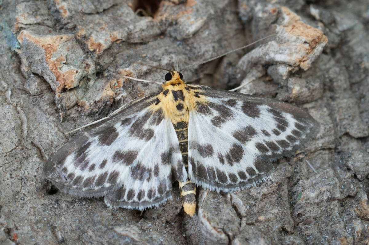 Small Magpie (Anania hortulata) photographed in Kent by Dave Shenton 