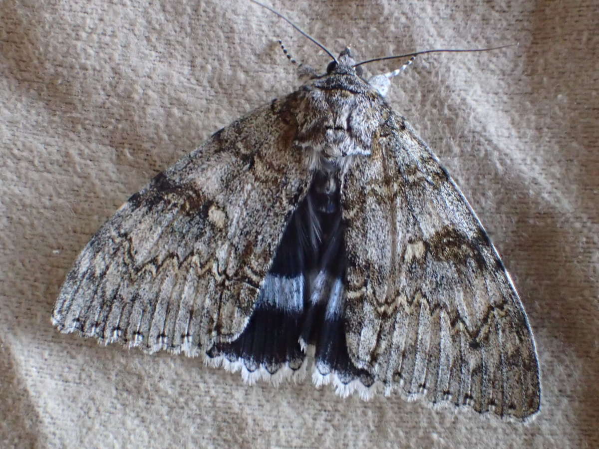 Clifden Nonpareil (Catocala fraxini) photographed at SBBO by Ian Hunter 
