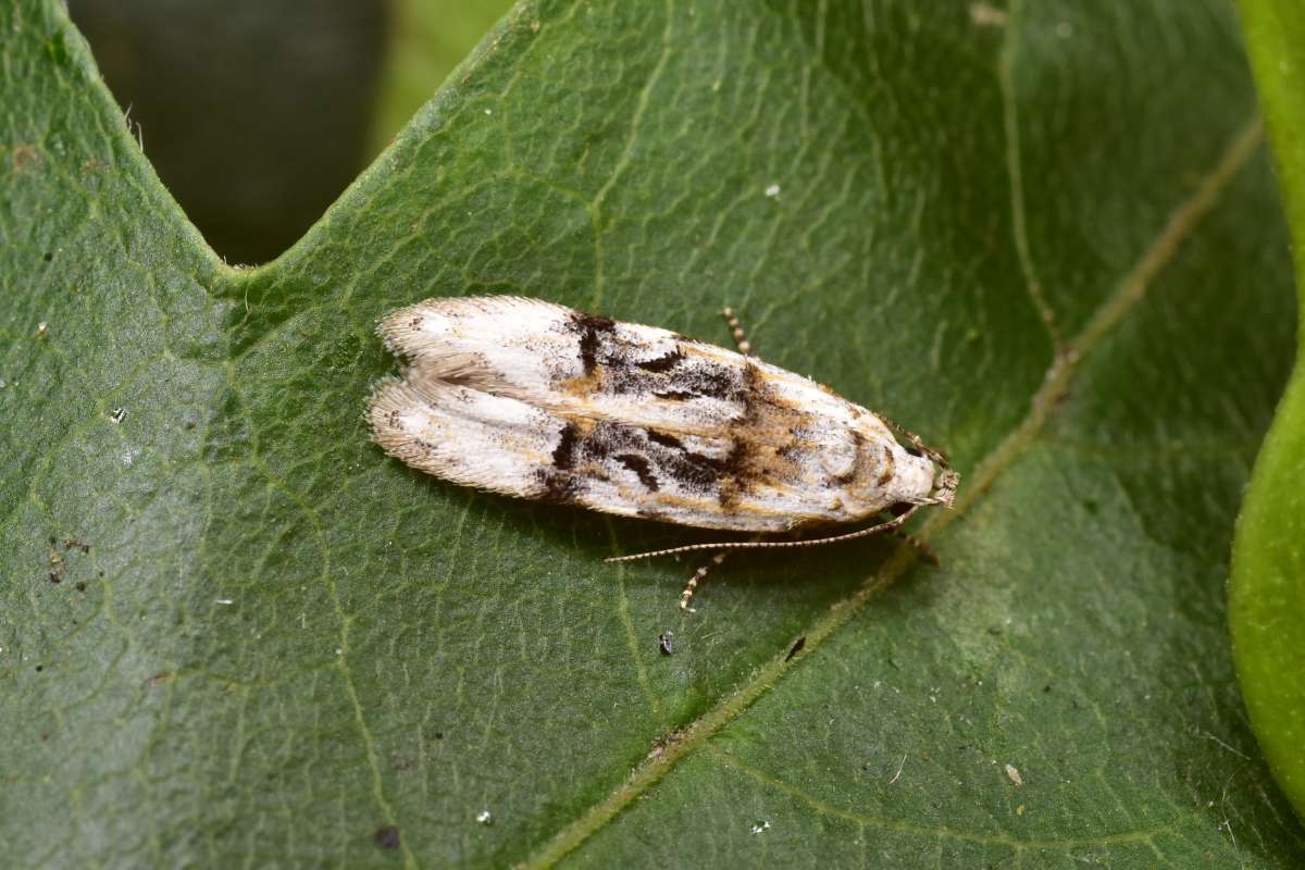 Horse-shoe Groundling (Altenia scriptella) photographed in Kent by Antony Wren