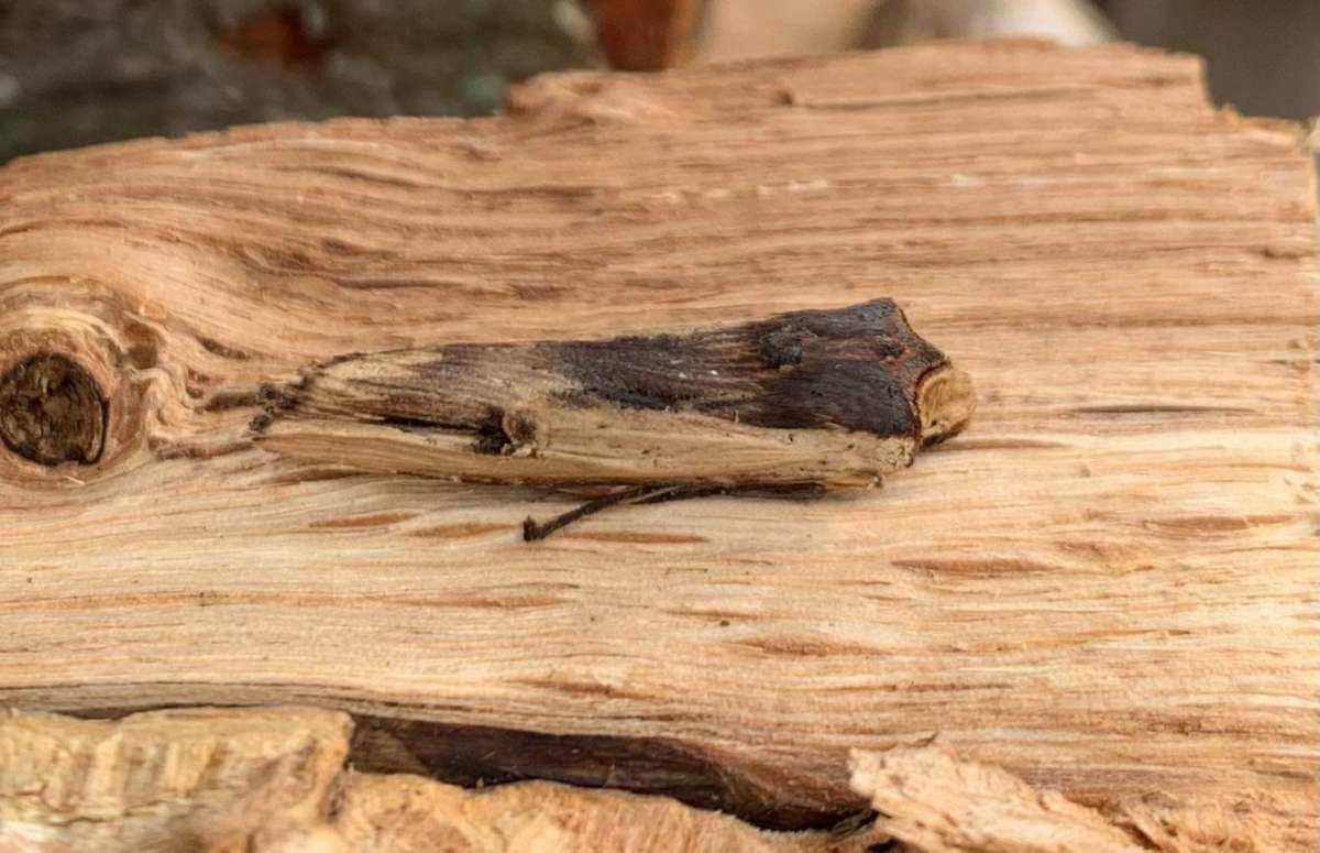 Red Sword-grass (Xylena vetusta) photographed in Kent by Andy Millar