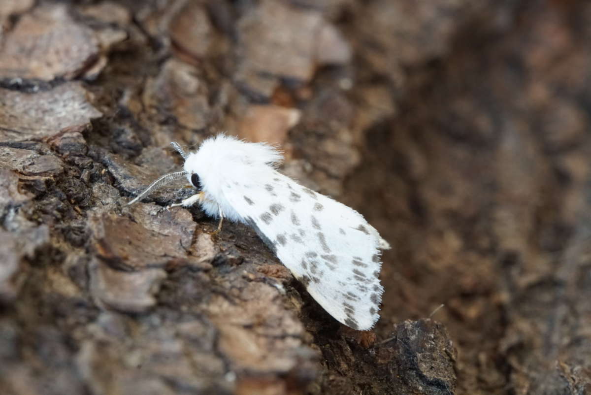 Autumn Webworm (Hyphantria cunea) photographed in Kent by Dave Shenton 