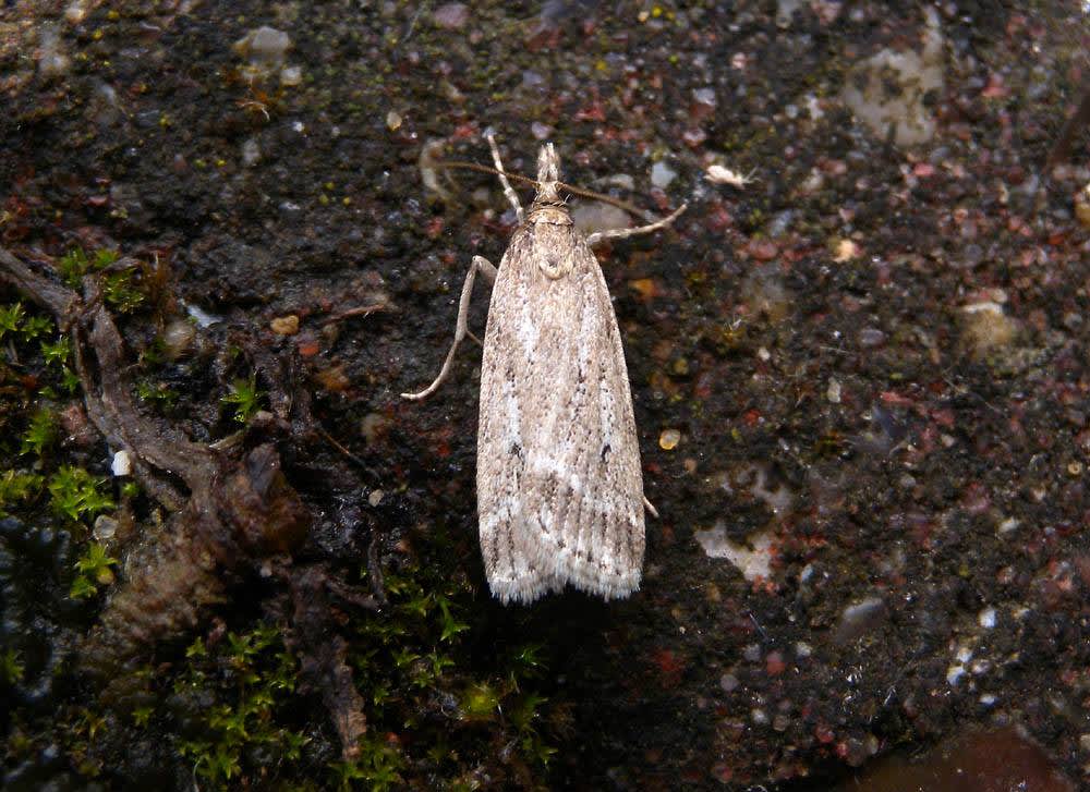 Marsh Grey (Eudonia pallida) photographed at Dartford  by Andrew Lawson 