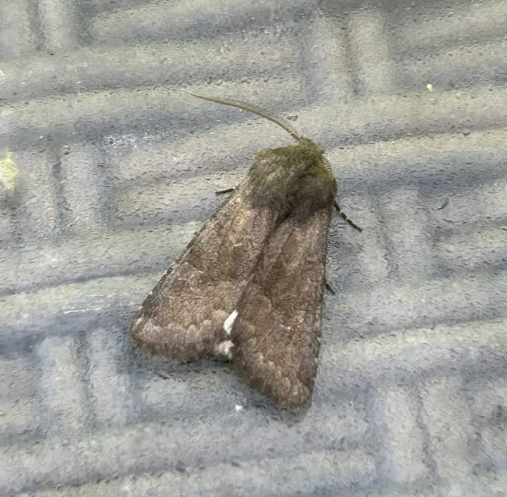 Northern Deep-brown Dart (Aporophyla lueneburgensis) photographed at Aylesham  by Dave Shenton