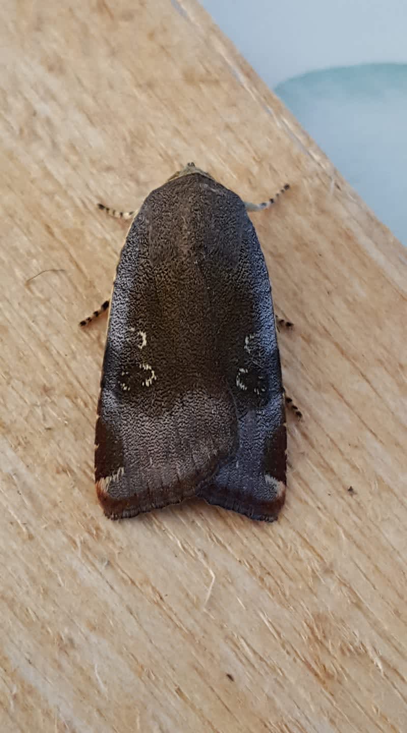 Langmaid's Yellow Underwing (Noctua janthina) photographed in Kent by Leonard Cooper 