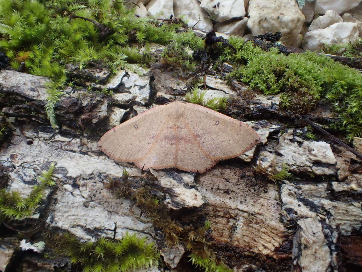 Blair's Mocha (Cyclophora puppillaria) photographed in Kent by Dave Shenton