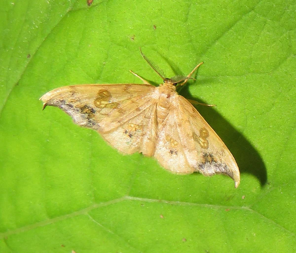 Scarce Hook-tip (Sabra harpagula) photographed in Kent by Tony Rouse