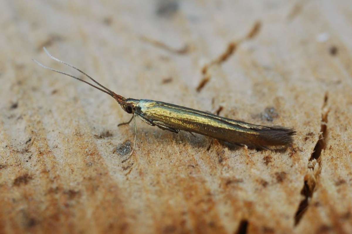 Large Clover Case-bearer (Coleophora trifolii) photographed in Kent by Antony Wren