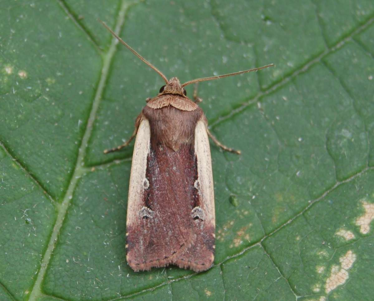 Flame Shoulder (Ochropleura plecta) photographed in Kent by Paul Howe